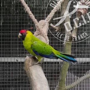 Perruche cornue  Eunymphicus cornutus