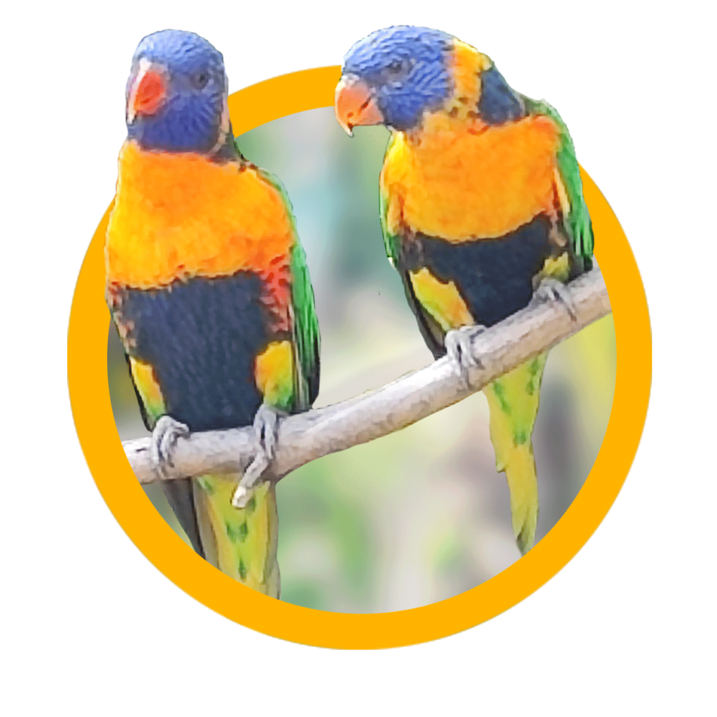 Oiseaux de l'OCIF