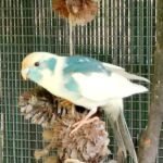 Kakariki