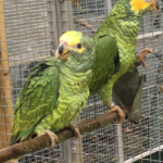 Amazone à face jaune