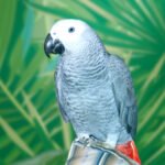 Gris du Gabon
